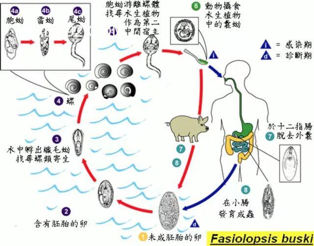 医生从不吃的四种蔬菜全是寄生虫