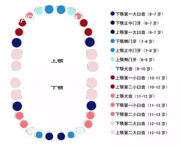 最完整的儿童换牙顺序图及注意事项