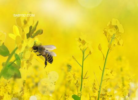 勤劳的小蜜蜂的故事-变勤劳的小蜜蜂故事图片